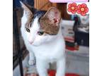 Adopt Luli a Domestic Short Hair