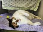 Adopt Loulou a Domestic Short Hair