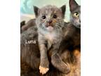 Adopt Luna a Domestic Short Hair