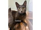 Adopt Galaxy a Domestic Short Hair