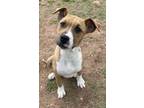 Adopt Blanch $25 a Mountain Cur, Mixed Breed