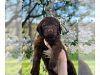 Chesapeake Bay Retriever PUPPY FOR SALE ADN-781697 - Red girl