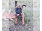 Belgian Malinois PUPPY FOR SALE ADN-781731 - High Drive Belgian Malinois Puppies