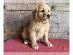 Golden Retriever PUPPY FOR SALE ADN-781818 - Golden Retrievers