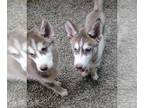 Siberian Husky PUPPY FOR SALE ADN-781819 - GORGEOUS SIBERIAN HUSKY PUPPIES