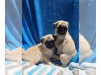 Pug PUPPY FOR SALE ADN-781820 - PUREBRED PUG PUPPIES