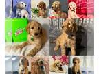 Goldendoodle PUPPY FOR SALE ADN-781822 - Puppies from the Hart