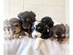 Miniature Bernedoodle PUPPY FOR SALE ADN-781830 - REDUCED PRICE Miniature F1B