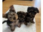 Yorkshire Terrier PUPPY FOR SALE ADN-781835 - Litter of 3