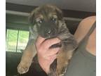 German Shepherd Dog PUPPY FOR SALE ADN-781838 - Gsd pups