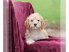 Cavapoo PUPPY FOR SALE ADN-781842 - f1b Cavapoo