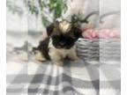Shorkie Tzu-Yorkshire Terrier Mix PUPPY FOR SALE ADN-781843 - Shorkie shihtzu