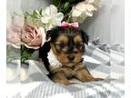 Shorkie Tzu-Yorkshire Terrier Mix PUPPY FOR SALE ADN-781843 - Shorkie shihtzu