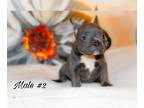 French Bulldog PUPPY FOR SALE ADN-781844 - French Bulldog Male Available