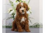 Goldendoodle (Miniature) PUPPY FOR SALE ADN-781845 - Mini Goldendoodle