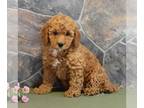 Poodle (Miniature) PUPPY FOR SALE ADN-781848 - ACA Mini Poodle