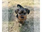 Yorkshire Terrier PUPPY FOR SALE ADN-781849 - 8 week old Male Yorkshire Terrier