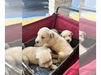 Golden Retriever PUPPY FOR SALE ADN-781855 - Akc Golden retriever puppies 2