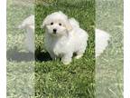 Coton de Tulear PUPPY FOR SALE ADN-781856 - Ace