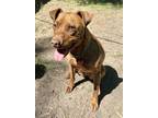 Adopt Jane a American Staffordshire Terrier, Mixed Breed