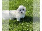 Coton de Tulear PUPPY FOR SALE ADN-781858 - Ava