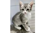 Adopt Lilo a Domestic Short Hair