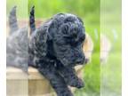 Goldendoodle PUPPY FOR SALE ADN-781860 - Goldendoodle puppies