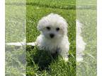 Coton de Tulear PUPPY FOR SALE ADN-781861 - Abby