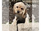 Cocker Spaniel PUPPY FOR SALE ADN-781864 - Nacho