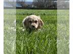 Cocker Spaniel PUPPY FOR SALE ADN-781866 - Nellie