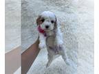 Cavapoo PUPPY FOR SALE ADN-781875 - Female Cavapoo