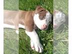 American Pit Bull Terrier PUPPY FOR SALE ADN-781888 - Stara