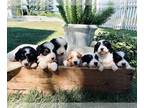 Bernedoodle (Miniature) PUPPY FOR SALE ADN-781892 - Mini Bernedoodle pups