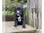 Bernese Mountain Dog-Golden Irish Mix PUPPY FOR SALE ADN-781896 - Sadie
