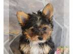 Yorkshire Terrier PUPPY FOR SALE ADN-781902 - ACA Yorkshire Terrier