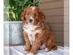 Goldendoodle (Miniature) PUPPY FOR SALE ADN-781909 - f1 Mini Goldendoodle