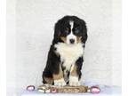 Bernese Mountain Dog PUPPY FOR SALE ADN-781915 - Bernese Mountain Dog