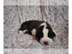 Saint Bernard PUPPY FOR SALE ADN-781916 - Beautiful Saint Bernard Puppies