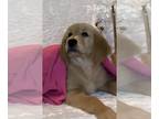 Golden Retriever PUPPY FOR SALE ADN-781923 - Golden Retriever Puppy Ruby 9 Weeks