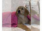 Golden Retriever PUPPY FOR SALE ADN-781923 - Rudy