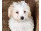 Maltipoo PUPPY FOR SALE ADN-781942 - Maltipoo