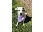 Adopt Bailey Pearl a Mixed Breed