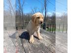 Golden Labrador PUPPY FOR SALE ADN-781953 - Golden Labrador