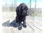 Golden Labrador PUPPY FOR SALE ADN-781954 - Golden Labrador