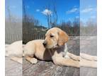 Golden Labrador PUPPY FOR SALE ADN-781955 - Golden Labrador
