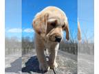 Golden Labrador PUPPY FOR SALE ADN-781957 - Golden Labrador
