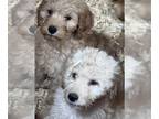 Goldendoodle PUPPY FOR SALE ADN-781960 - Doodle pups