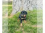 Doberman Pinscher PUPPY FOR SALE ADN-781963 - AKC Doberman puppy