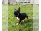 French Bulldog PUPPY FOR SALE ADN-781964 - French Bull Dog