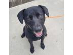 Adopt Sadie a Black Labrador Retriever